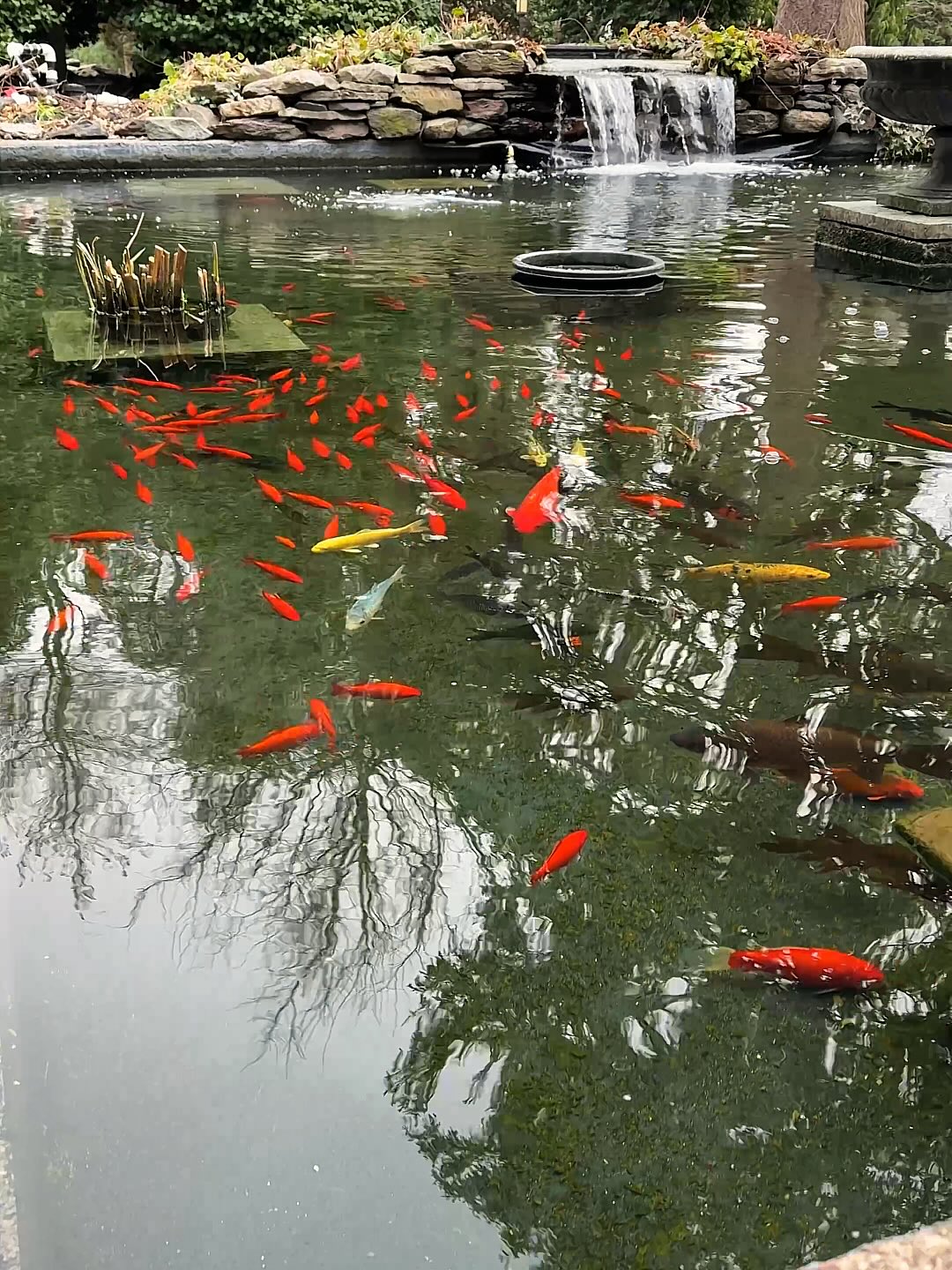 5 Facts About Koi Fish You Didn't Know