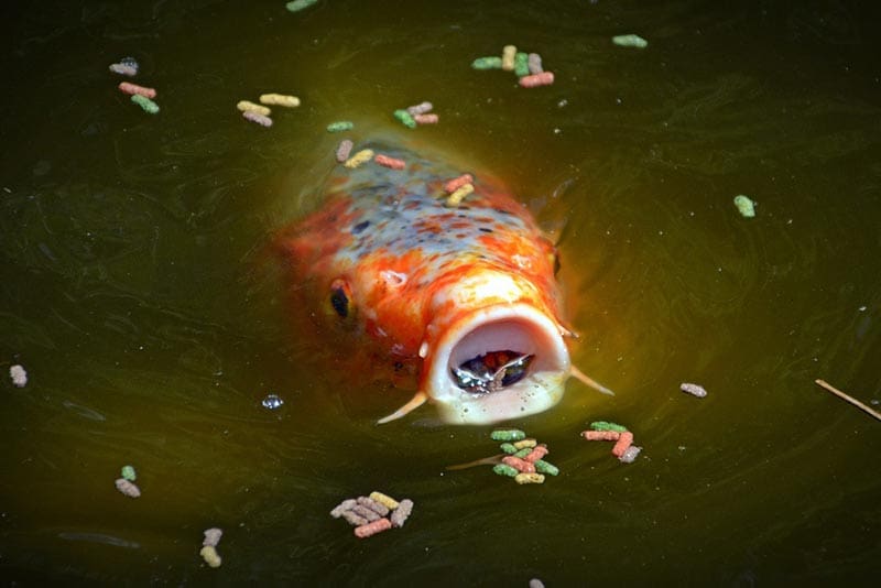 Koi Fish Pond Summer Tips