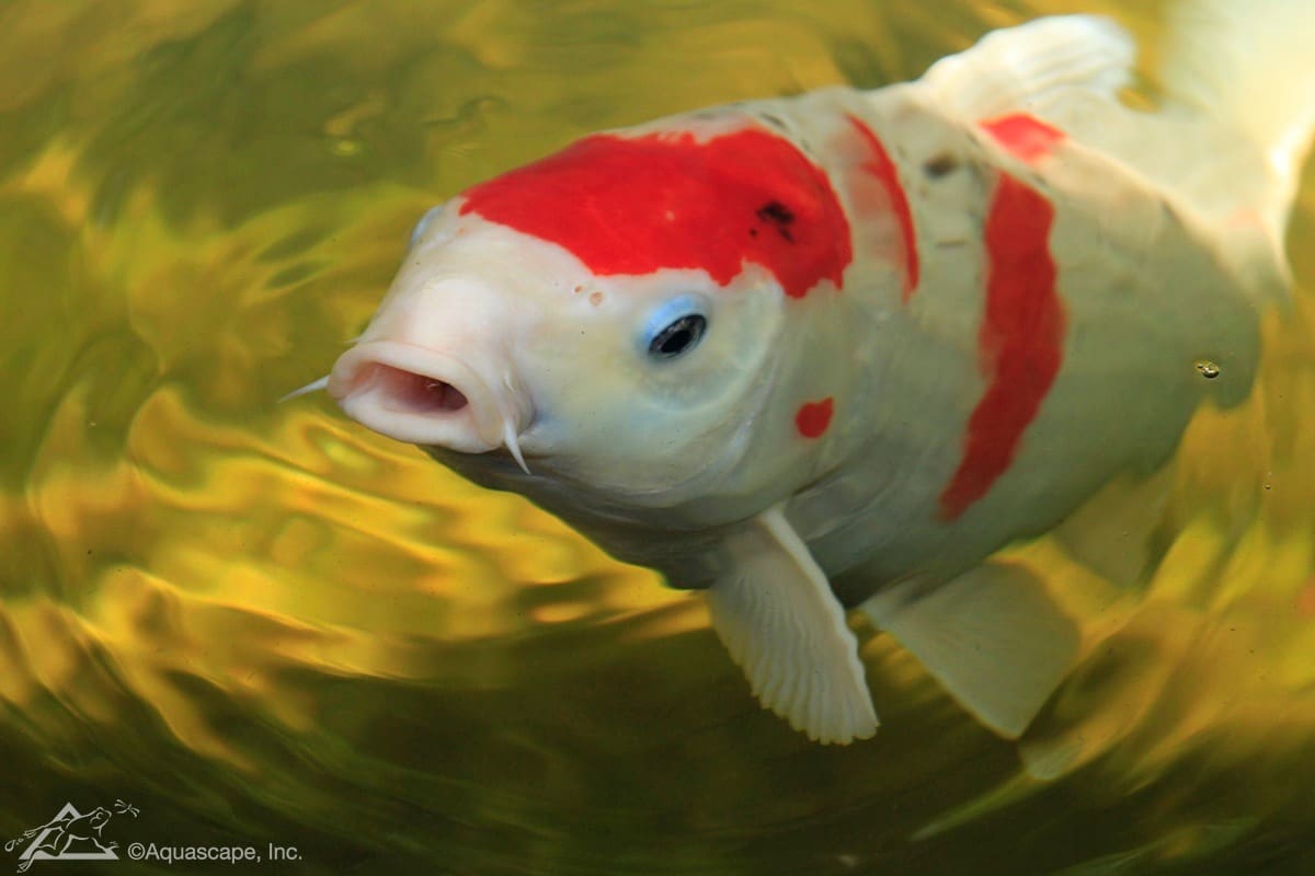 How many pond fish should you have?
