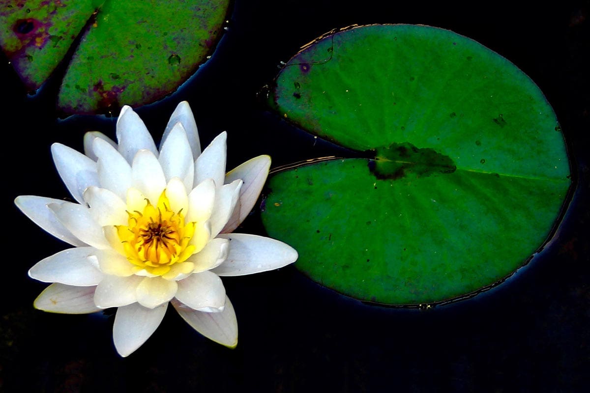 Pond Ecosystem: Working with Nature