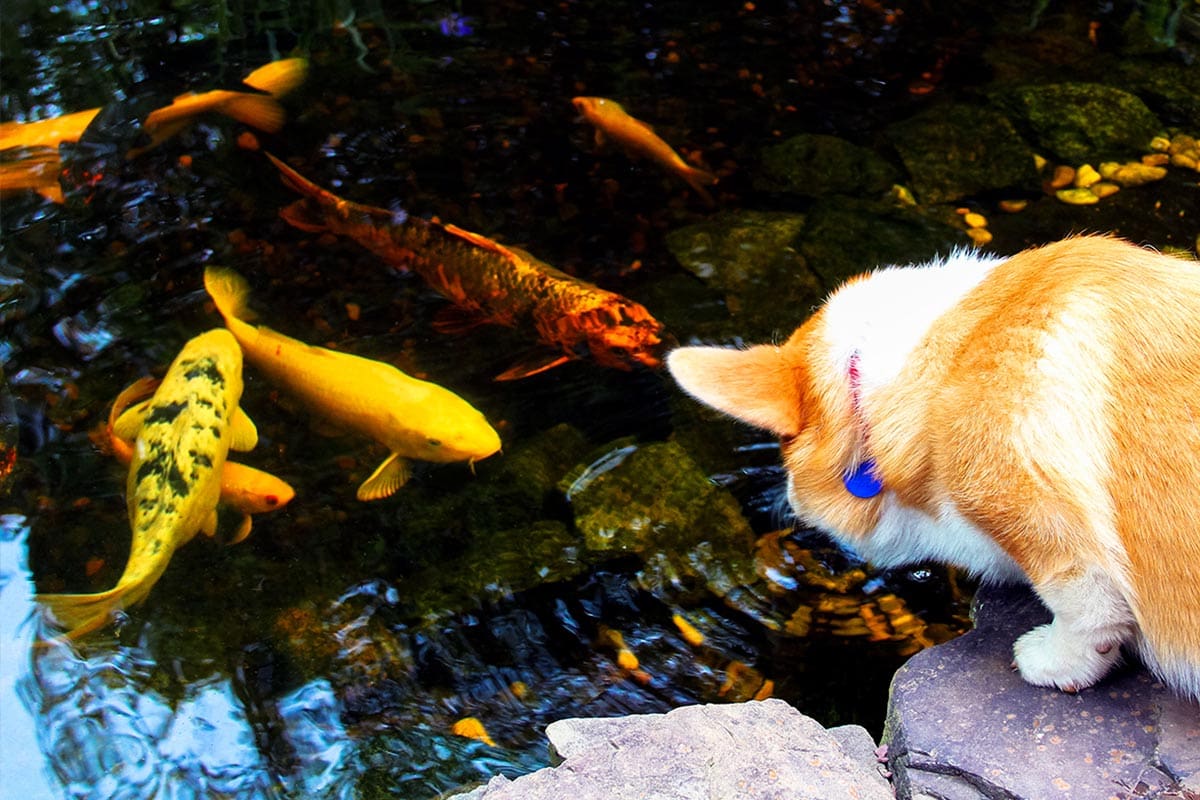 Fall Pond Care in Philadelphia: A Checklist by Water Temperature