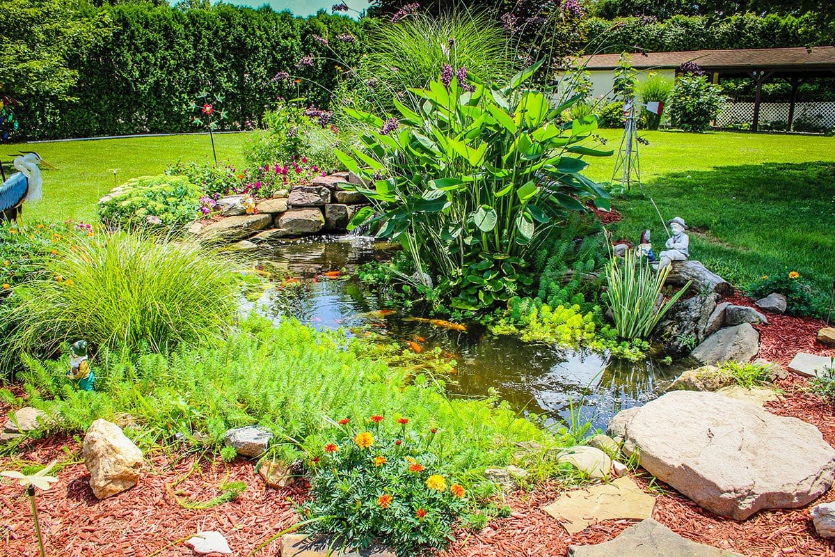 The Penn Museum Pond:  How we helped make it better