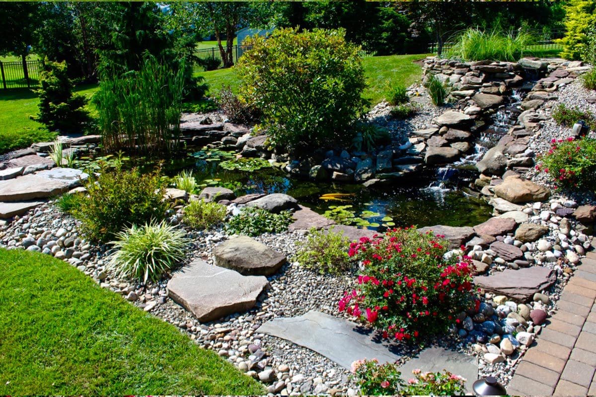 Summer Pond Care