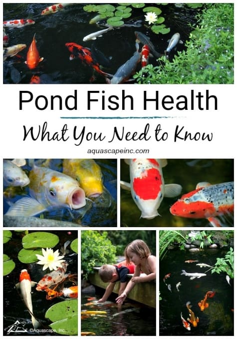 Bucks County pond fish