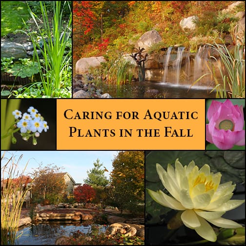 Main Line, PA Pond Plants