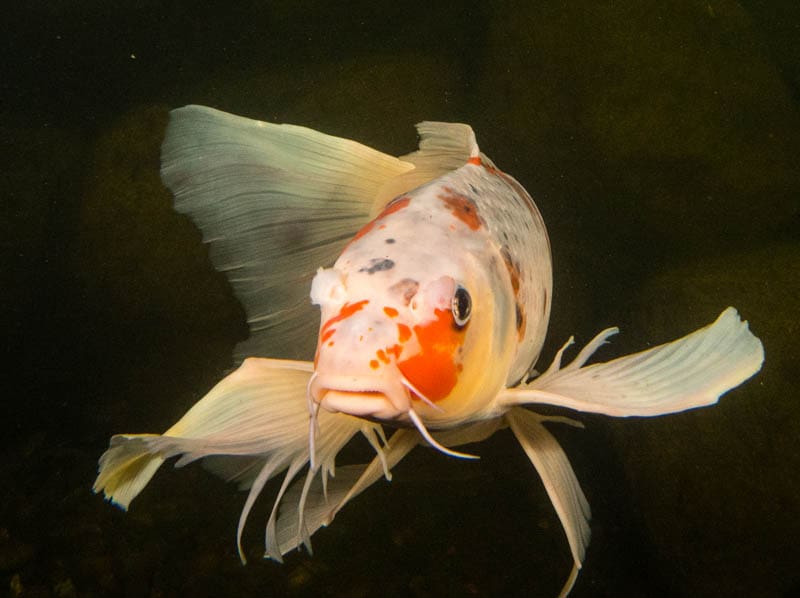 What is a butterfly koi?