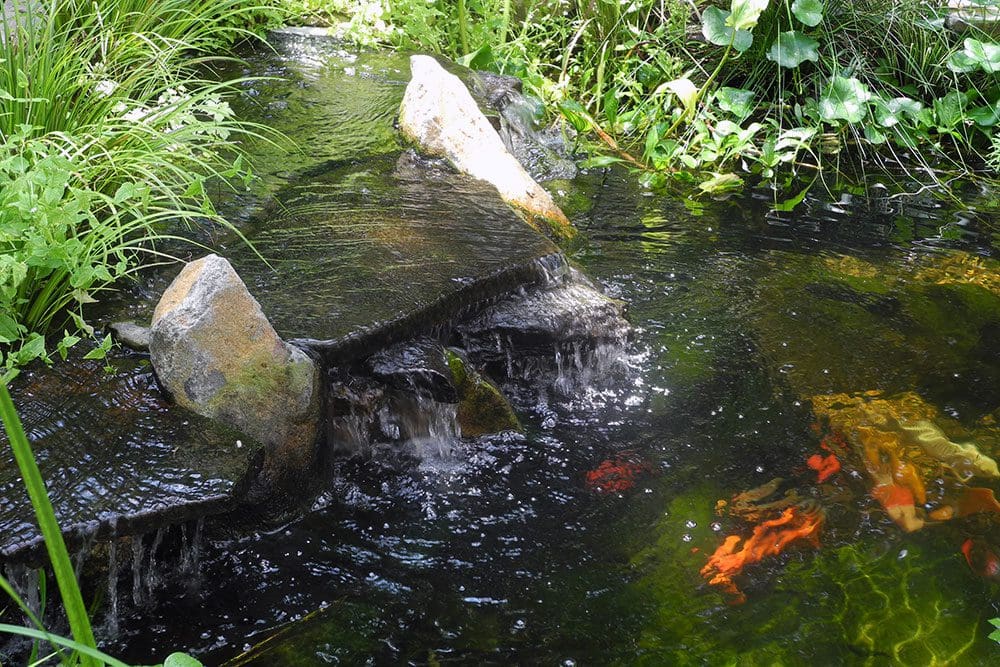 A Guide to Fixing a Philadelphia Pond Problem