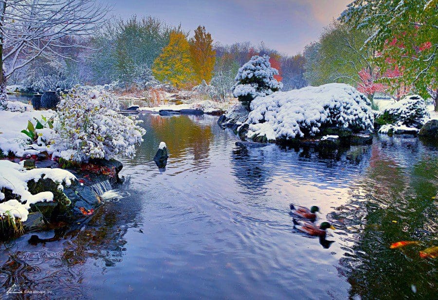 Winter Pond Care in Philadelphia: The Complete Guide