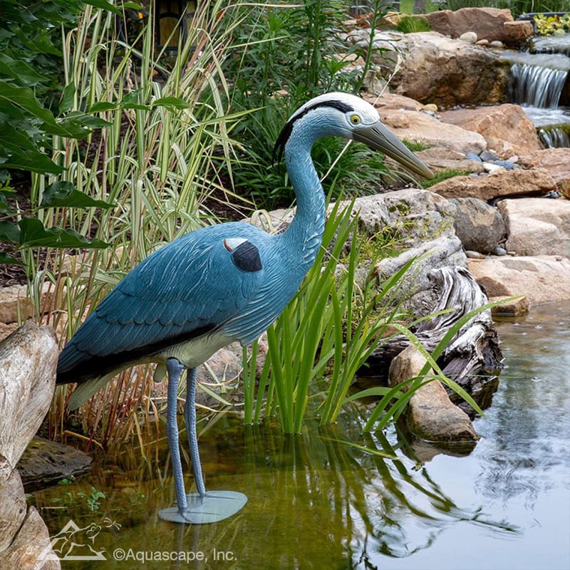 Pond Predators: How to Protect Your Koi from Herons, Raccoons and Mink