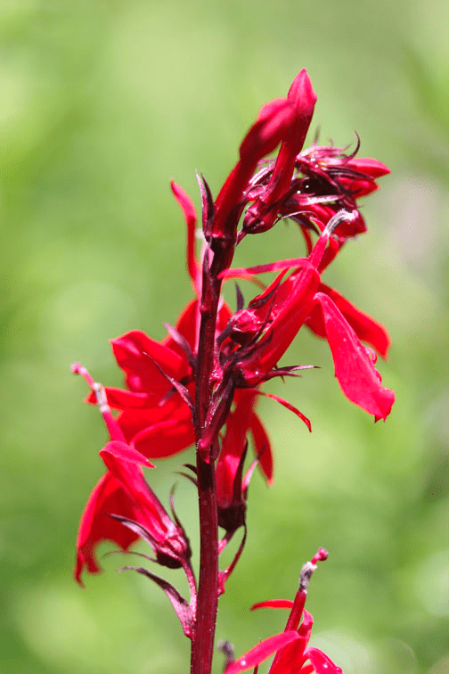 Water Garden Plants