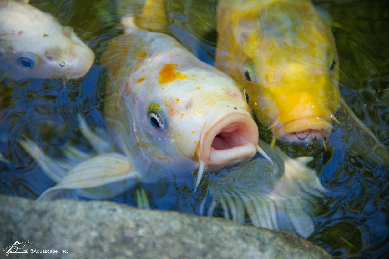 Overheated Pond?