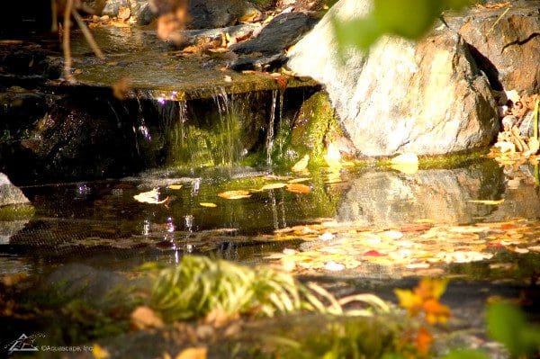 Brown Pond Water: What Causes It and How to Clear It