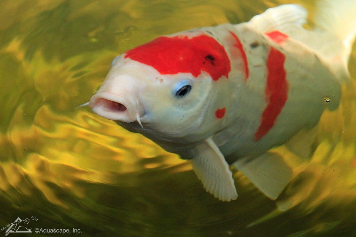 How Long Will My Koi Live?