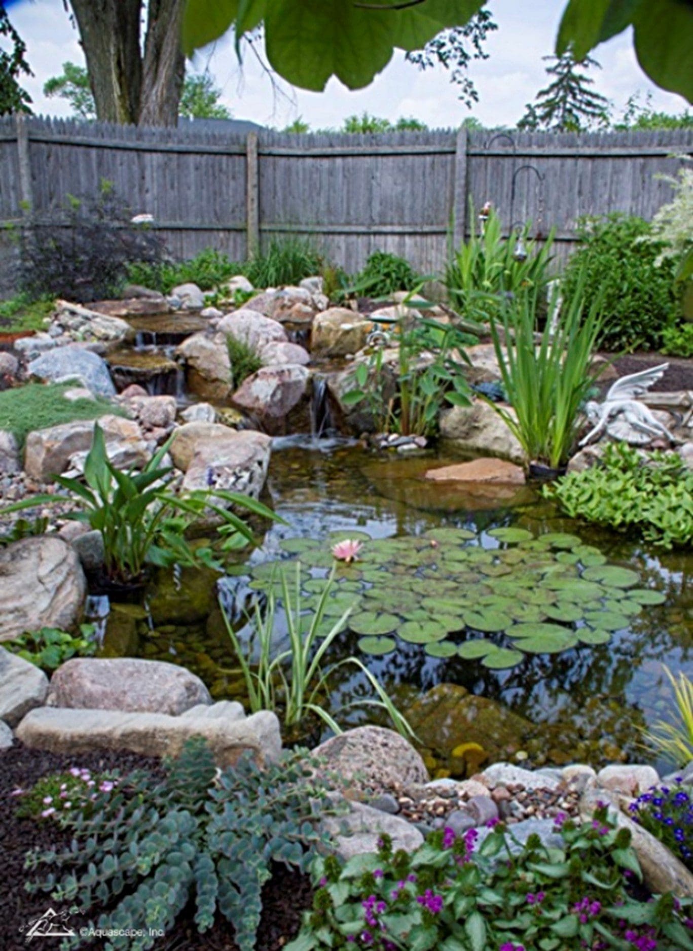 5 Pond Plant Tips
