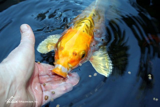 Koi Feeding Tips