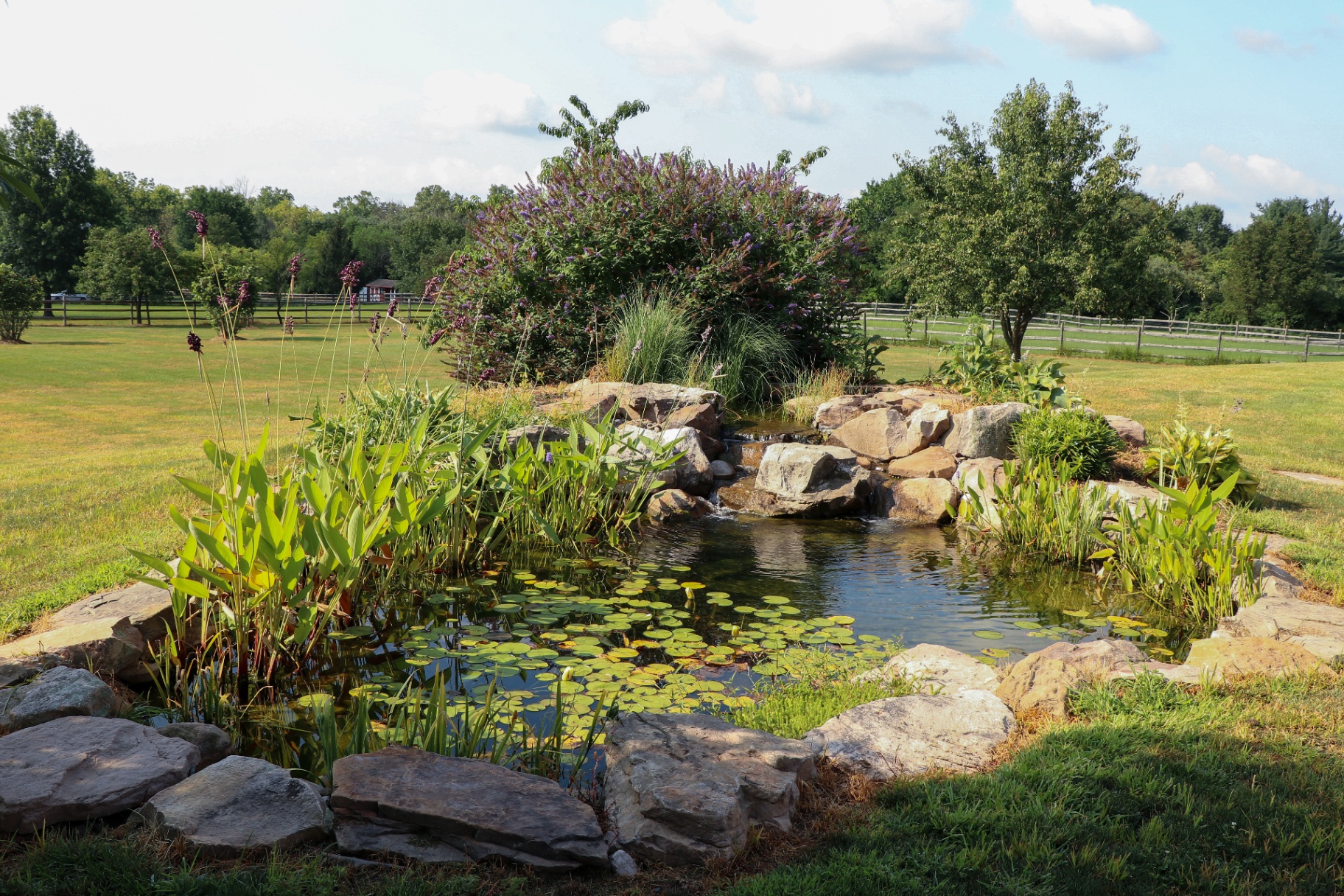You've Decided You Want a Pond — Now What?