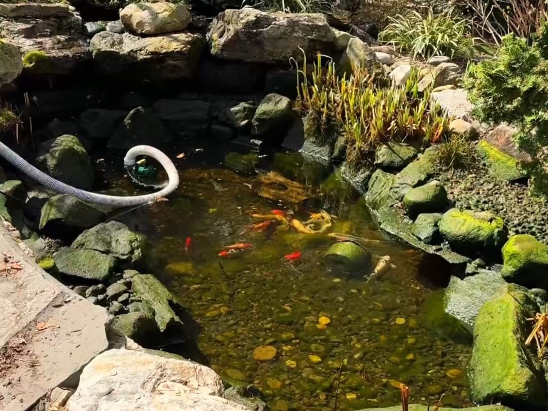 Why Professional Pond Maintenance Gives You Peace of Mind